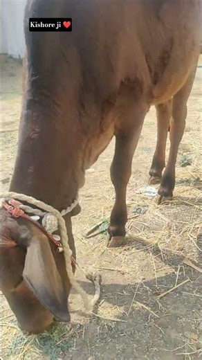 Kishore ji ❤️#cow #cowvideos125