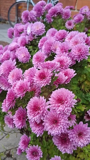 Chrysanthemum 😍 #garden #flowers #november #chrysanthemum #autumn