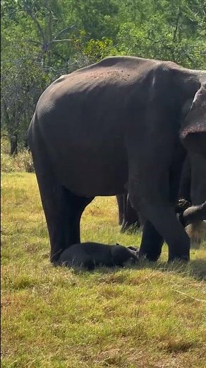 Wild Safari, Sri Lanka..! Best Place To Watching Elephants...! #travel #elephant #wildlife