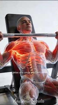 🏋️‍♂️ THE PECTORALIS MAJOR | Parts of the Human Body #117