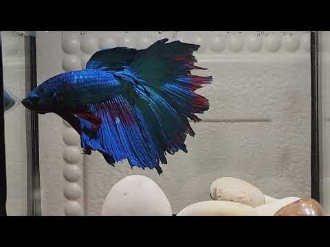 Betta Fish Show: Everyday Betta Fish Life #78