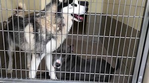 2K views · 82 reactions | NO LONGER LISTED BOOSIE (name on kennel...