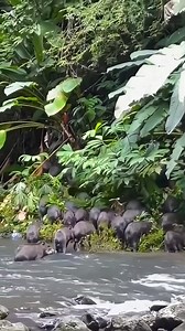 🐾🦛MANADA DE SAJINOS🍃🐖 Las manadas ofrecen a los animales ventajas que no podrían conseguir de forma individual, como: Buscar alimento, Reproducirse, Protegerse de los depredadores, Buscar lugares con un clima propicio. Esta estructura social promueve la unidad y el orden social reduciendo los conflictos y las agresiones entre sus miembros. Lo que los mantiene unidos es un fuerte vínculo físico y emocional. La manada es esencial para darle significado a la existencia de los animales. El sajin