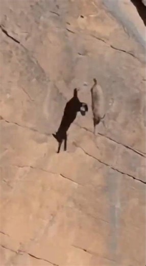 Mountain Lion vs Goat on Cliff #ViralVideo #WildlifeEncounter#NatureDocumentary #TrendingClips