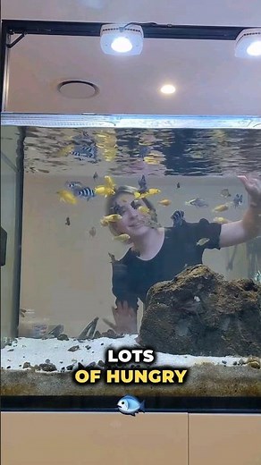 What I feed my African Cichlids 🐟 #aquarium #africancichlids #lakemalawicichlids
