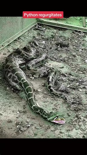 Amazing Python Regurgitates Wildlife - Akbar Salubiro Encounter
