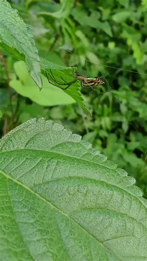 Tiny Green Spider on Invisible Web