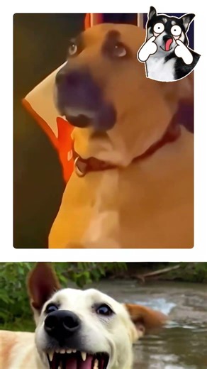 Bro is completely frozen! 🤣🐕