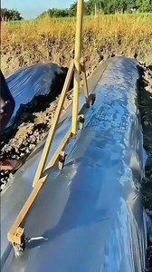 Rural Veteran Teaches You Plastic Film Mulching Skills, This Tool Is So Practical!