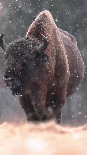 European Bison in Poland: Winter Wonderland
