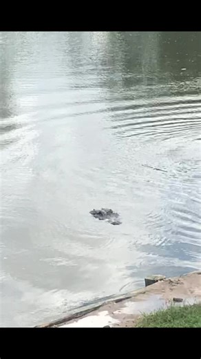 Julia Hester Hayes on TikTok