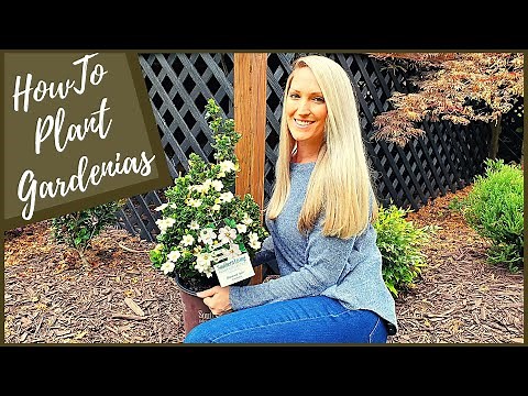 How To Plant Gardenias | New Diamond Spire® Gardenia