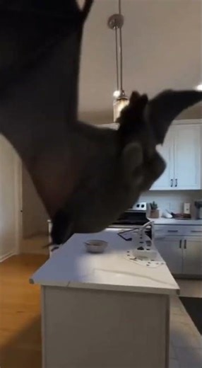 Giant bat