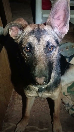 poop and vomit generator 😆👀