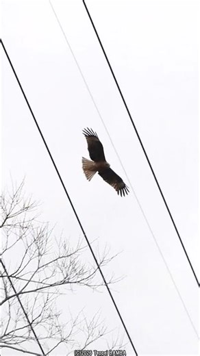 A kite circling in the air #Eiraku Dam #Kumatori Town #Okuyama Ameyama Nature Park