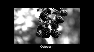 Adbusters' Kalle Lasn on blackberries and letting nature—insistent and invasive—run its course. | Adbusters