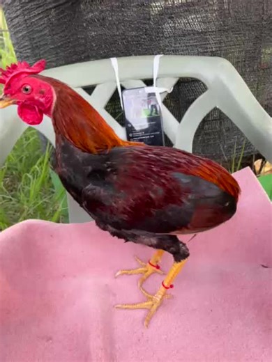 Hacienda Guzmán. on TikTok