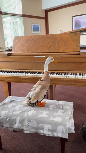 I appreciate the fact that Zeke is practicing his Christmas carols, but if I have to hear “jingle bells Batman smells” one more time..🎄🎄🎄 | dean_crowley_marv_duck