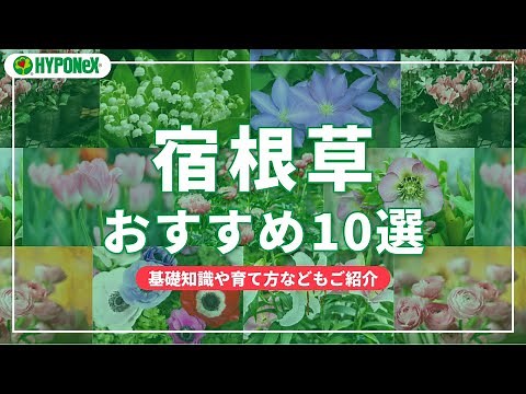 おすすめの宿根草10選｜特長や基本的な育て方などもご紹介｜【SELECT】