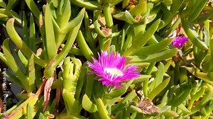 Carpobrotus, commonly known as pigface, ice plant, sour fig, Hottentot fig, and clawberry. Carpobrotus glaucescens flowers, close up