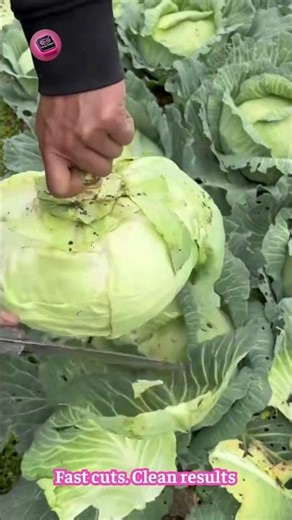After Harvesting Cabbage — This Cutting Technique Is Essential!