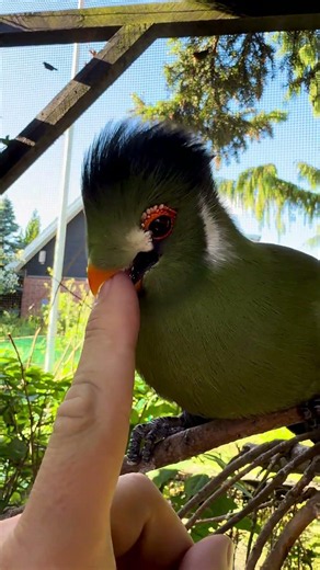 One day he will get that finger!!!! My lovely turaco 😅🤣🤣❤️