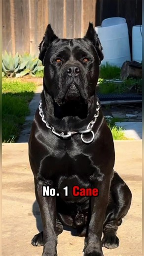 Top 5 powerful dogs that need proper training 🐕💪. #shorts #dogs