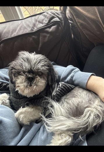 Caring for an Aging Shih Tzu: Embracing the Journey