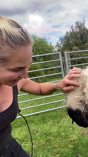 Valais Blacknose Ram: The Cutest Lifestyle Pet Sheep from Switzerland