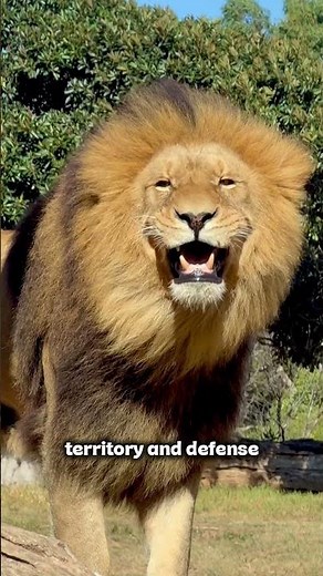 The Real Reason Lions Roar! 🤯