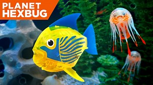  Ahoy Landlubbers! Are you ready to FIN-ally see what's in the salty depths of Planet Hexbug? ' https://buff.ly/31l4qZv | HEXBUG Micro Robotic Creatures | Facebook