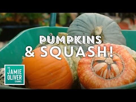 How To Cook Pumpkins & Squash With Jamie Oliver