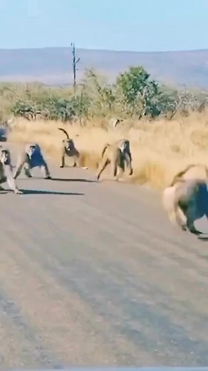 Baboons save his baby from leopard 😱 _ _ _ _ _ _ _ _ #leopard #baboons #leopardvsbaboons #wildatlanticway #wildanimals #wildanimalsafari #wildlifeprotection #wildlifeart #nature #naturephotography #krugernationalpark #kruger #maasai #netgeowildlife #net #netgeotravel #discovery #discoverearth #wildlifepictures #maasai #netgeowildlife #nationalgeographic | Ralph Schweitzer