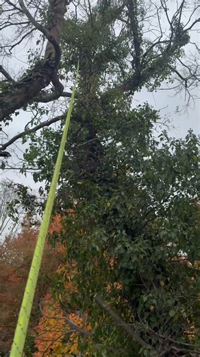 Goodfellers does the things that are right not always because we want to but because it’s what’s best for the tree. Making trees great again! | Goodfellers Tree Service Inc.