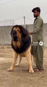 Kangal x Tibetan Mastiff mix #dogs #kangal | MBA Studio