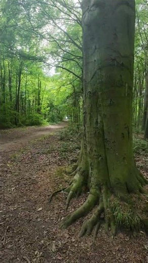 🌲 Woodland Walk | Nature Shorts