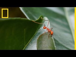 La puissance des fourmis coupe-feuilles