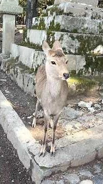 [Go on foot without a car] A model itinerary for a day trip to Nara! #shorts