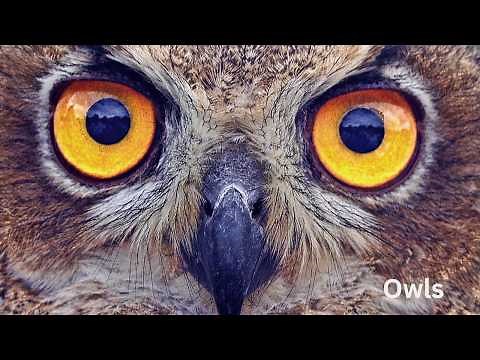 Weird and Wonderful Owls: Rare Species You Must See