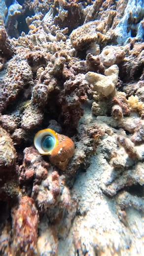 An operculum, also called a cats eye shell, is the covering of a gastropods shell aperture (opening), kind of like their “trap door”. This helps keep the animal protected from predators and gives it a defense. Being able to see this live snakeskin turban shell with its vivid green “trap door” closed in contrast with its stunning red snakeskin pattern was a highlight of this particular dive in Fiji! We don’t have snakeskin turbans here in Hawaii, so it was a real treat for me to not only see this