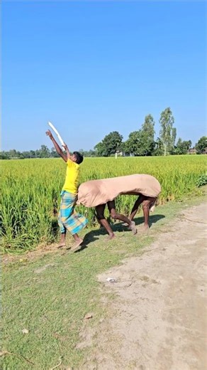 The cow came from behind and pushed it away.