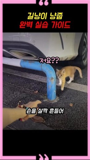 The Complete Guide to Picking Up Street Cats