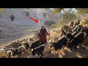 “Nomadic Woman Herds Her Sheep Through the Mountains | A Day of Survival and Freedom”