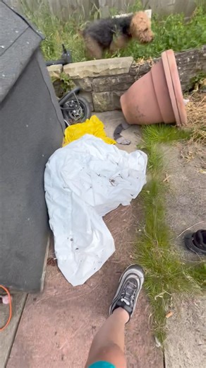 456K views · 3.6K reactions | Poppy & Penny on a garden job where rats had been nesting underneath concrete slabs. 2 rats humanly dispatched with one making the great escape! #yorkshireratpack #rattingterriers #lakelandterrier #pestcontrol #workingdogs #pestcontrolservice #pestcontrollife #farming #farmlife #viralvideoシ #viralreelsシ | Yorkshire Rat Pack | Facebook