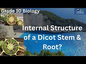 Internal Structure of Dicot Stem & Root (Grade 10 Biology)