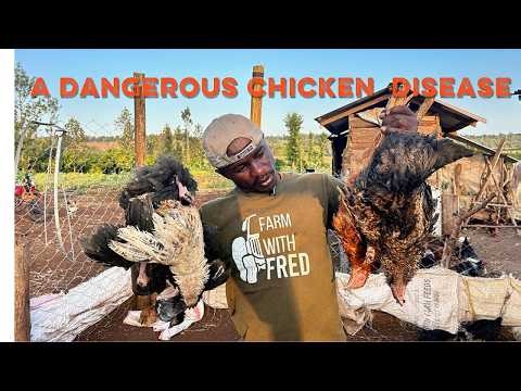 The disease that almost killed all my chicken in few days. how i stopped it.