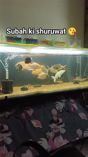 ❤️#oscarfish#aquarium#feedshorts#bhiwandi#kurla#galiffstreetpetmarket#crawfordmarket#edit#ytshorts