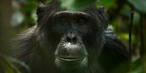 Here’s the Latest on the Chimps in ‘Chimp Empire’