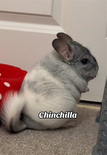Adorable Chinchilla Moments You Can't Miss