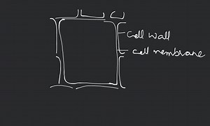 The onion cell which is typical plant cell, has a distinct cell... | Filo